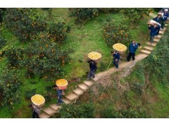 祝賀中盟電商與華大農(nóng)業(yè)達(dá)成戰(zhàn)略合作關(guān)系