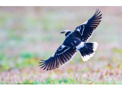 上海開做賬發(fā)票